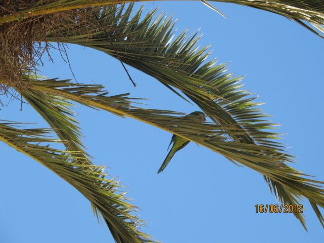 Juin2012 072.jpg
